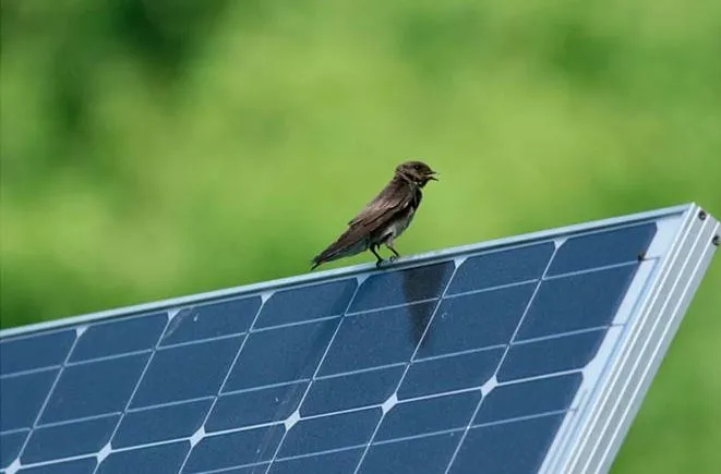 excremento pajaro paneles solares suciedad